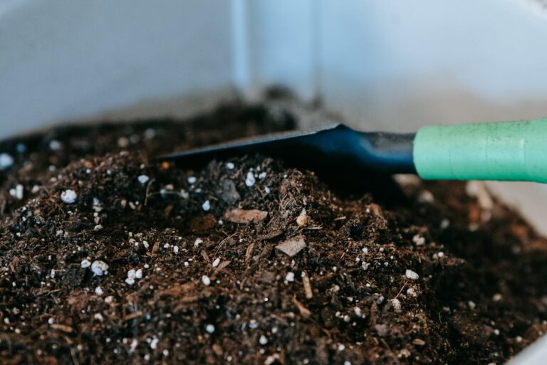 Komposthaufen lockt Ratten an