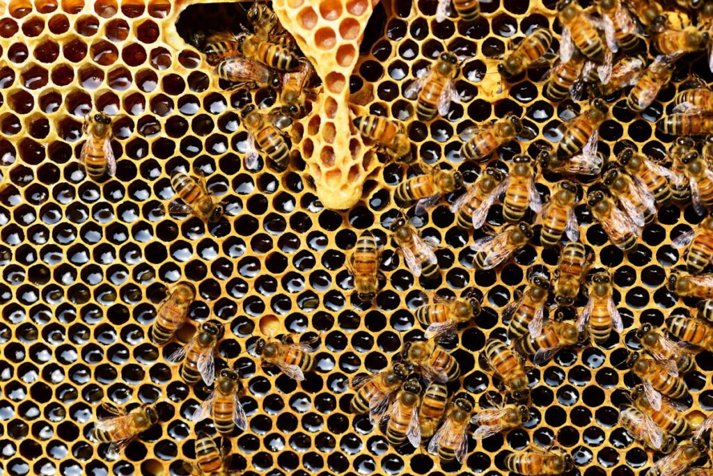 Bienenhotel wird nicht angenommen