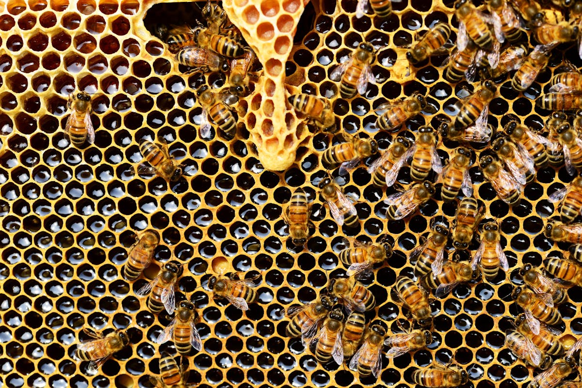 Bienenhotel wird nicht angenommen