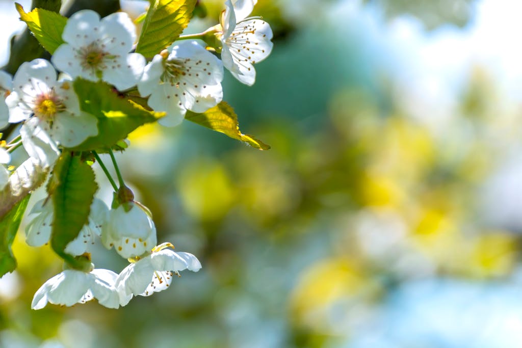 Blüten fallen ab, bevor sie Früchte tragen