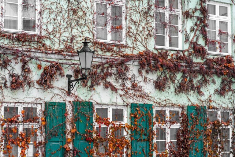 Fassadenbegrünung wächst nur auf einer Seite