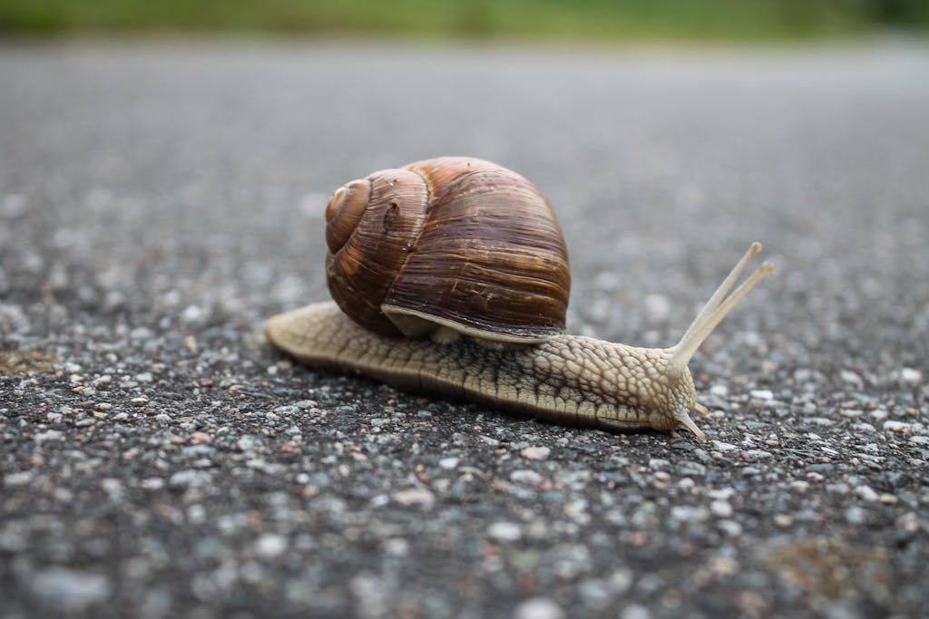 Schnecken umgehen Schneckenschutzringe