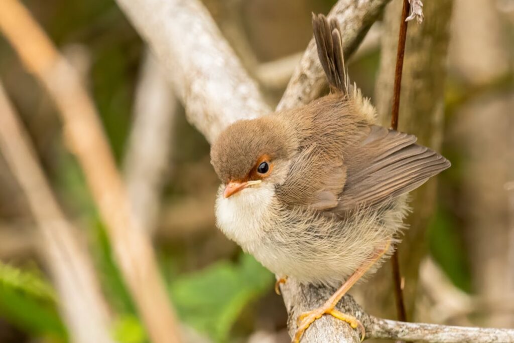 Vögel zerstören Gemüsebeet
