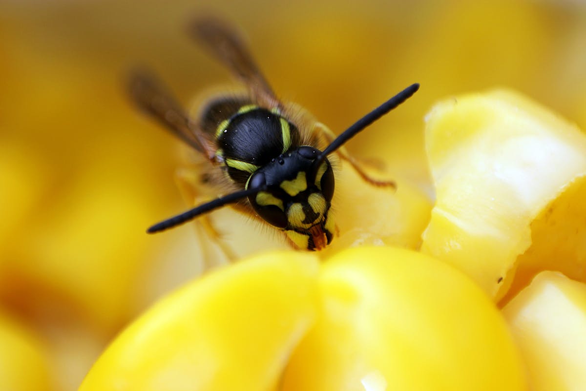 Wespen nisten sich im Gartenhaus ein
