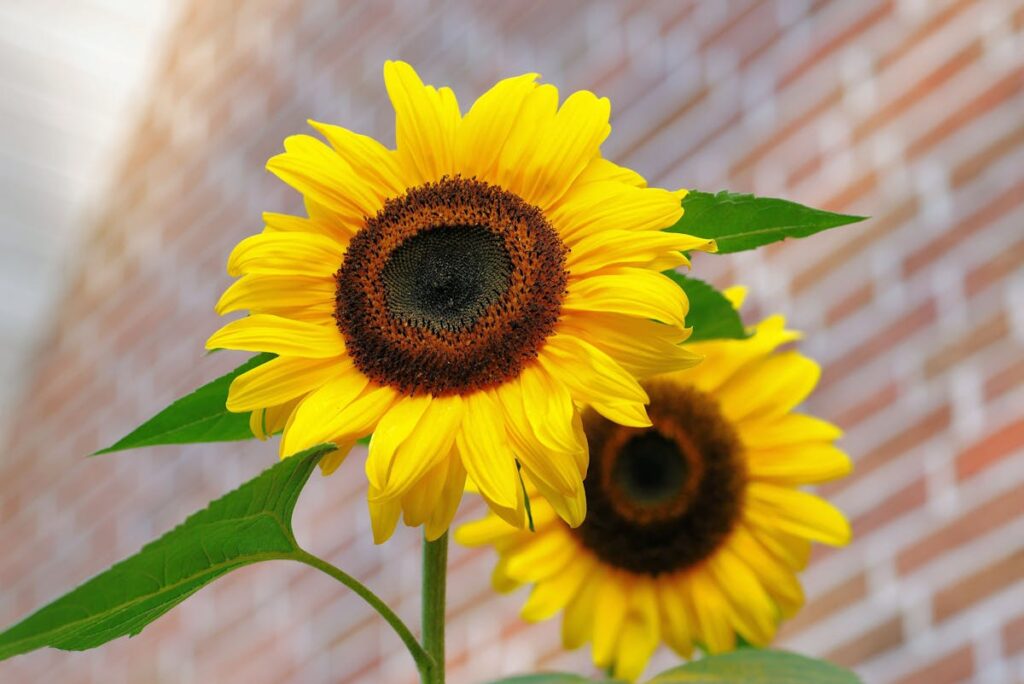 Blumen auf der Terrasse vertrocknen schnell