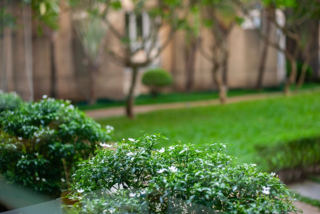 Hecke wächst nicht trotz regelmäßigem Schnitt