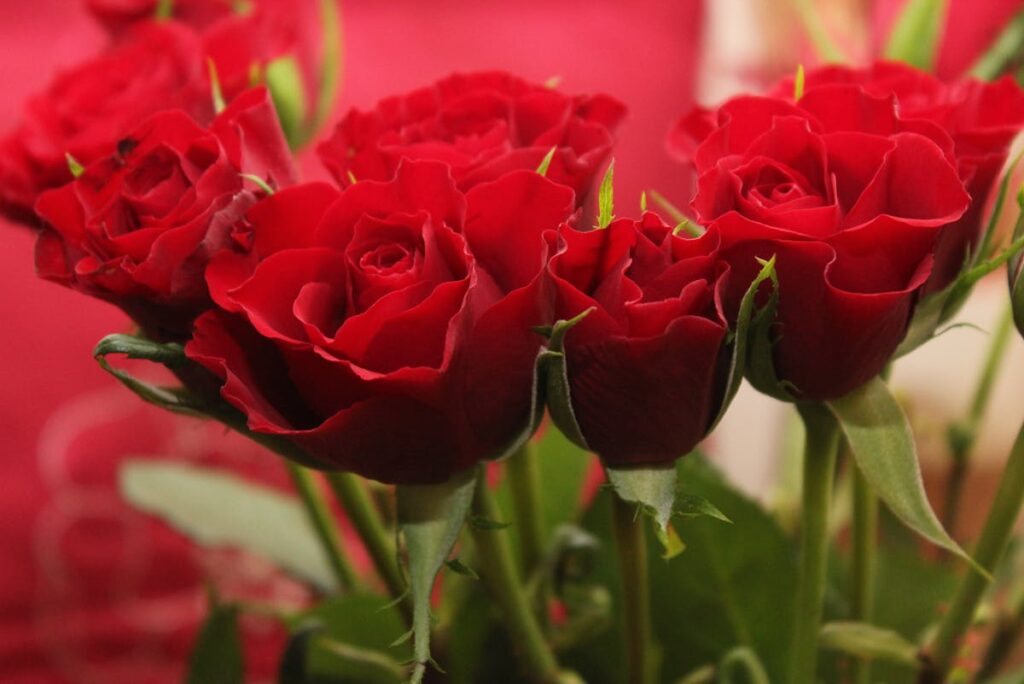 Rosen bekommen schwarze Flecken auf Blättern