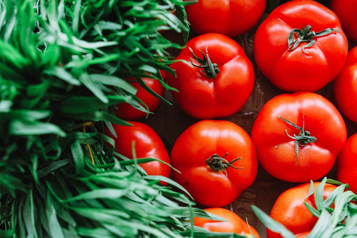 Tomaten platzen auf, bevor sie reifen