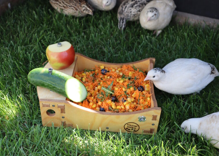 Selbst kleine Gärten reichen für Legewachteln