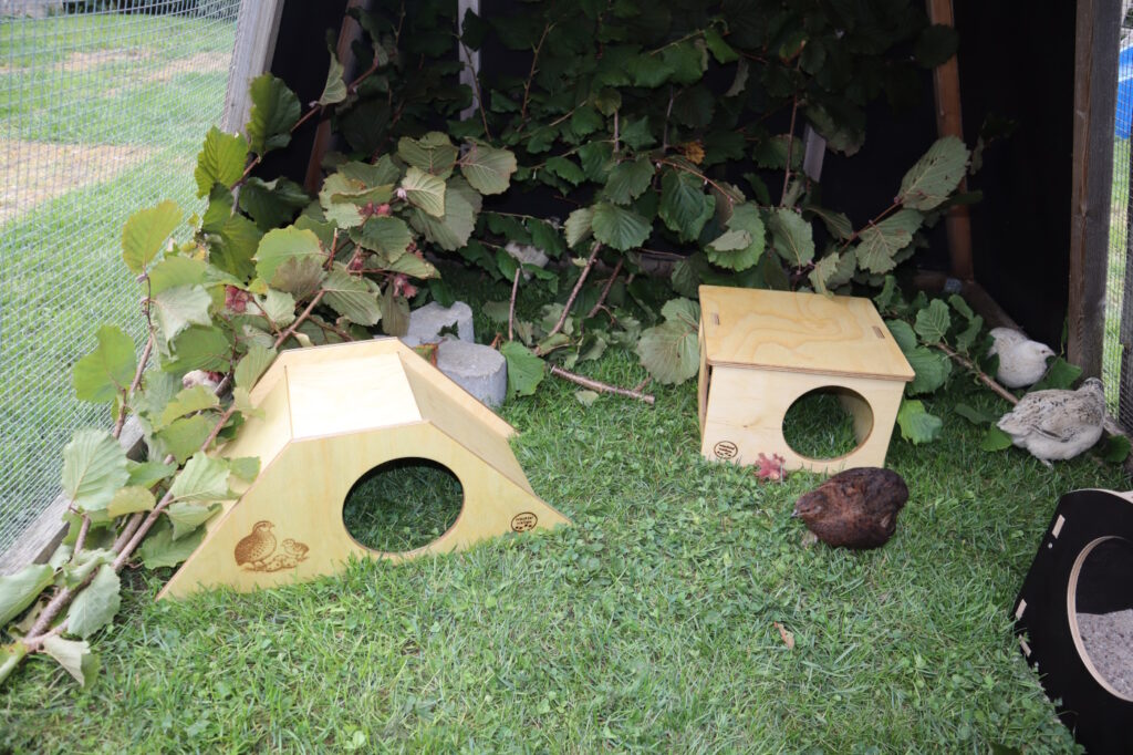 wachtelhaltung kleiner garten