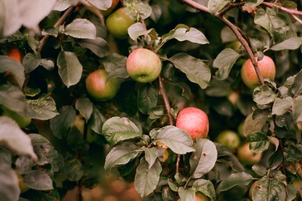 Obstbaum blüht, aber bildet keine Früchte