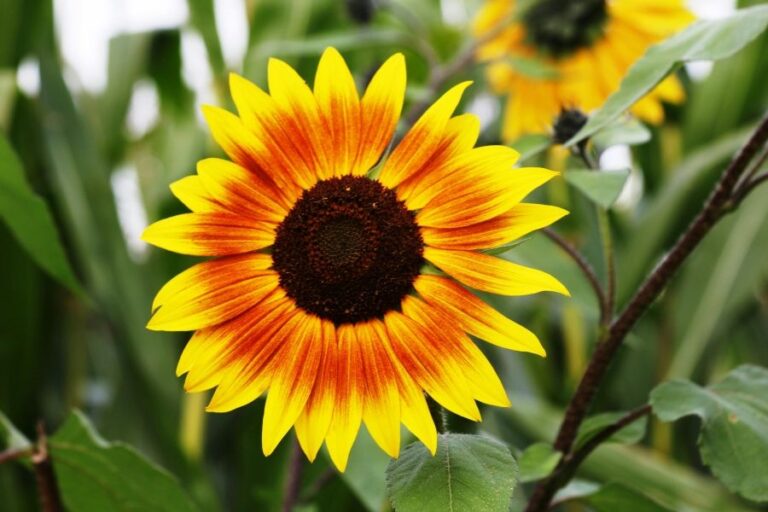 Astern im Herbst pflanzen: Späte Blüten für Beet und Insekten