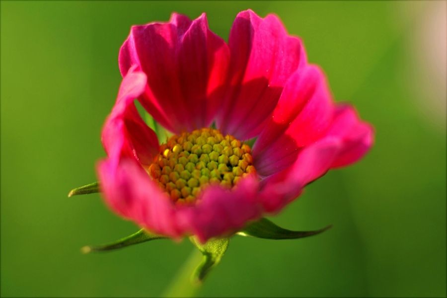 Blumen schonend trocknen: Luft, Dunkelheit und Erntezeit richtig wählen