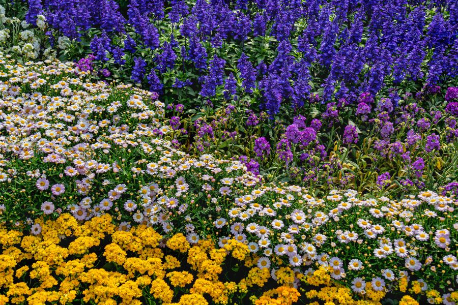 Blutweiderich am richtigen Standort: Feuchte Erde und reiche Blüte im Garten nutzen