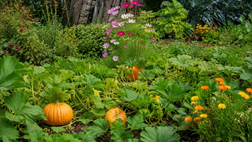 Frosch im Gartenteich: Was du beachten und vermeiden solltest