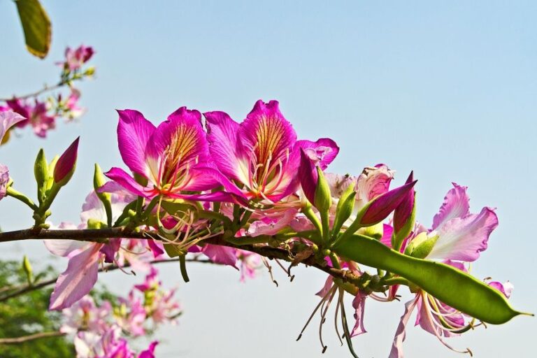 Glockenblumen im richtigen Standort: So gelingt Sonne, Halbschatten und eine lange Blüte im Beet