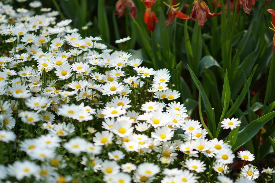 Kletterpflanzen für Kübel: Blüten und Sichtschutz auf wenig Fläche