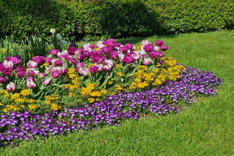 Steinkraut blüht nicht: Sonne, Boden und Rückschnitt prüfen