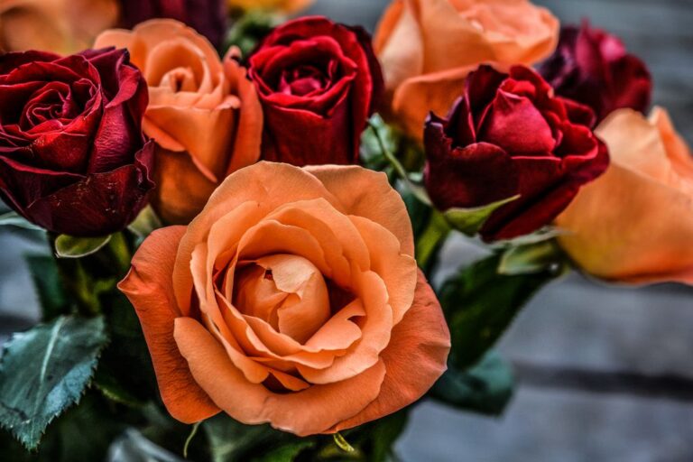Rosen gekonnt in Szene setzen So werden sie zum Blickfang im Garten
