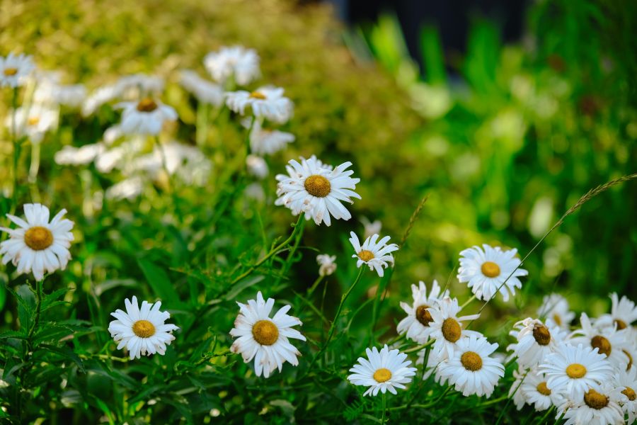 Rosen im Sommer richtig ausputzen: So bilden sich schneller neue Blüten 1 Rosen im Sommer richtig ausputzen: So bilden sich schneller neue Blüten