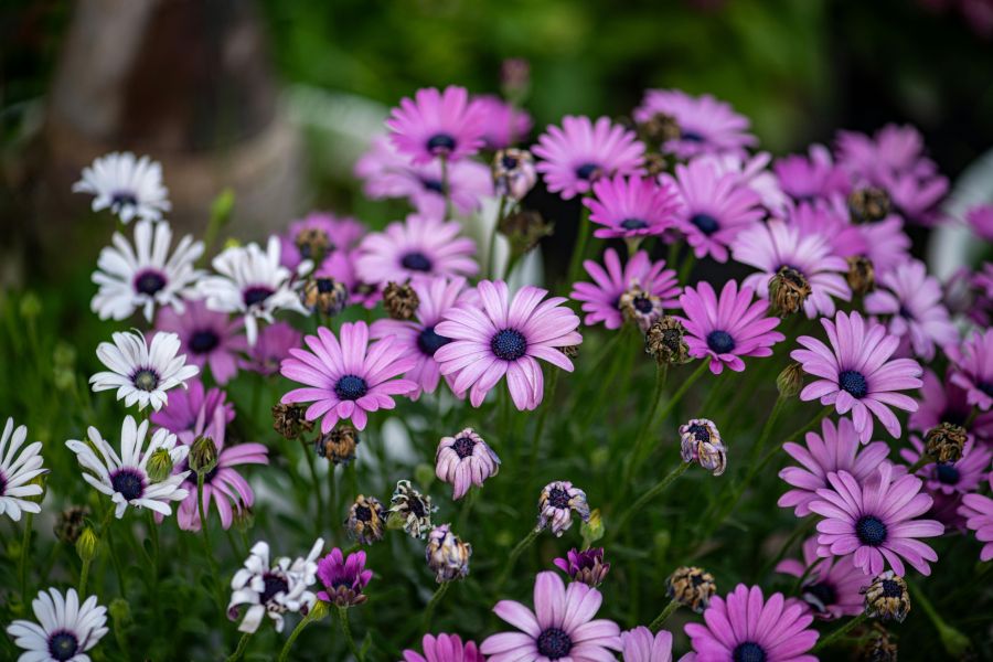 Stauden nach der Blüte zurückschneiden und eine zweite Blüte fördern 1 Stauden nach der Blüte zurückschneiden und eine zweite Blüte fördern