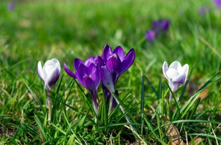 Engerlinge im Hochbeet: Wann Larven Wurzeln gefährden können
