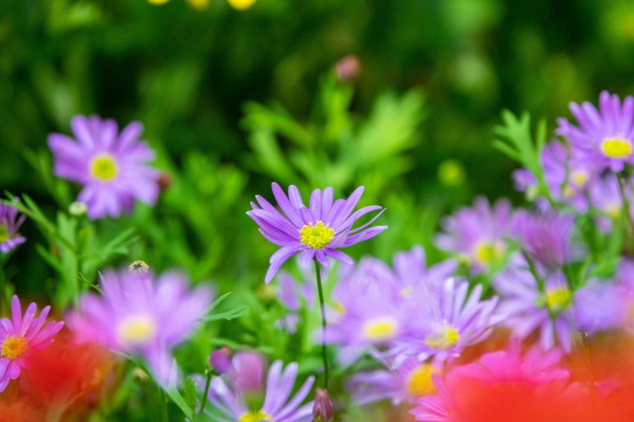Garten im Sommer pflegen: Hitze, Wasser und Rückschnitt besser planen 3 Garten im Sommer pflegen: Hitze, Wasser und Rückschnitt besser planen