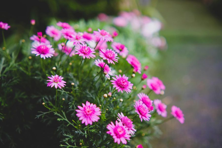 Jungfer im Grünen aussäen: Zarte Sommerblume mit dekorativen Samenständen