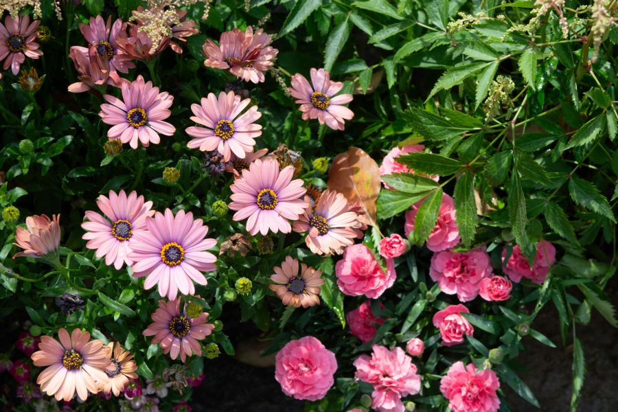 Mutterkraut im Garten: Pflegeleichte Blüten und Selbstaussaat steuern