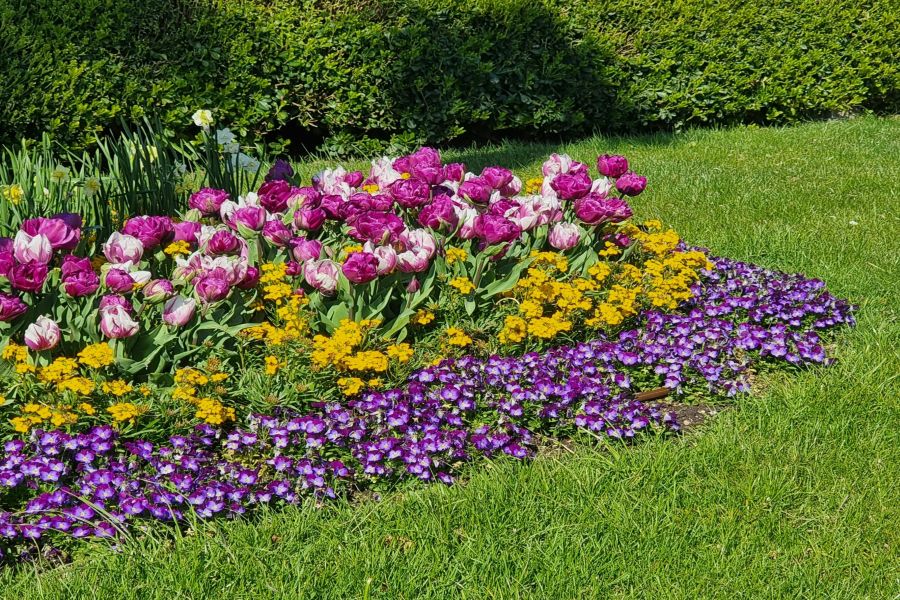 Baumpflege vom Fachbetrieb: Wann sollte ein Profi ran?