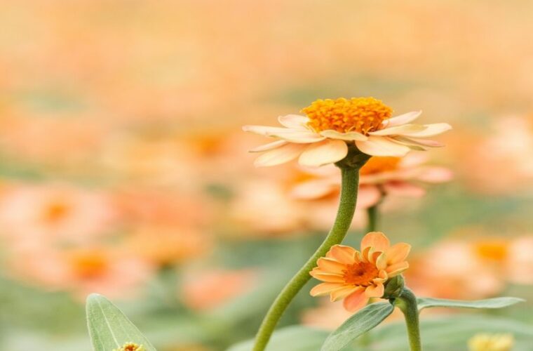 Smarte Gartenbewässerung: Kosten, Sensoren und Systeme im Vergleich 5 Smarte Gartenbewässerung: Kosten, Sensoren und Systeme im Vergleich