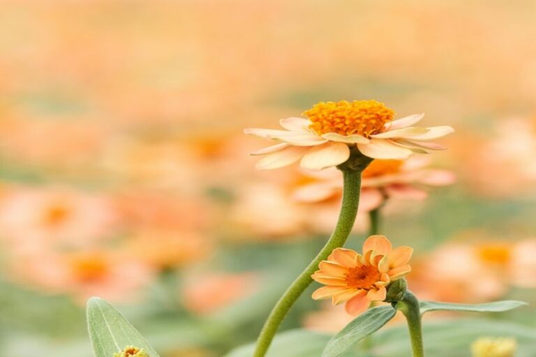 Smarte Gartenbewässerung: Kosten, Sensoren und Systeme im Vergleich