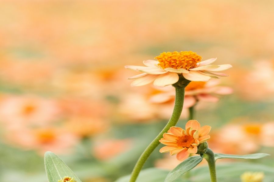 Smarte Gartenbewässerung: Kosten, Sensoren und Systeme im Vergleich 1 Smarte Gartenbewässerung: Kosten, Sensoren und Systeme im Vergleich