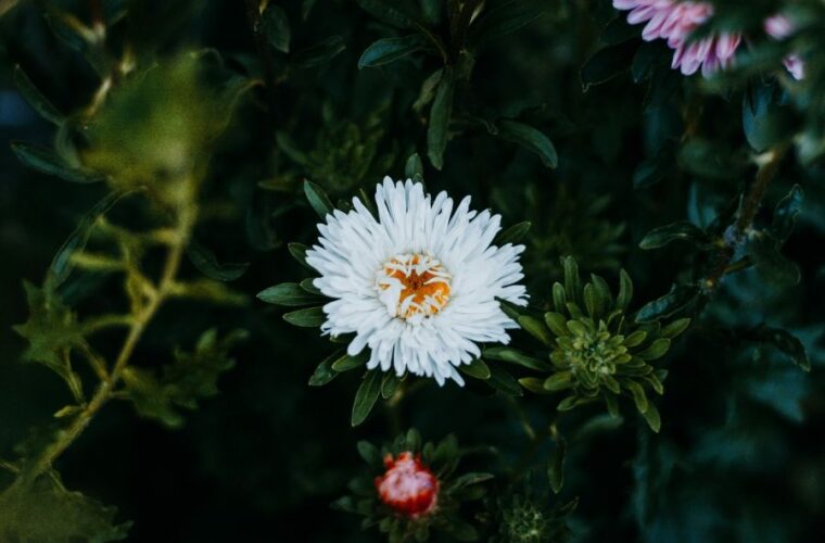 Pflanzen für saure Böden: Was außer Rhododendron und Heidelbeeren passt