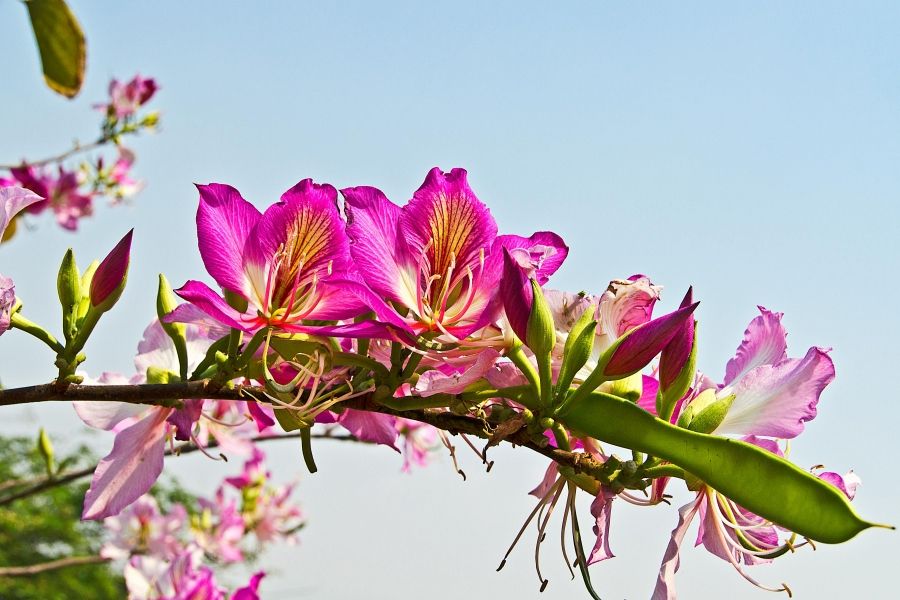 Gartenteich bekommt braune Algen: Ursachen finden und sicher lösen