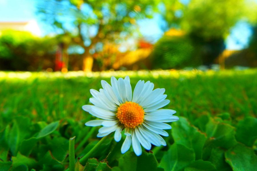 Ursachen und Lösungen: Warum Tomaten grün bleiben und nicht reifen