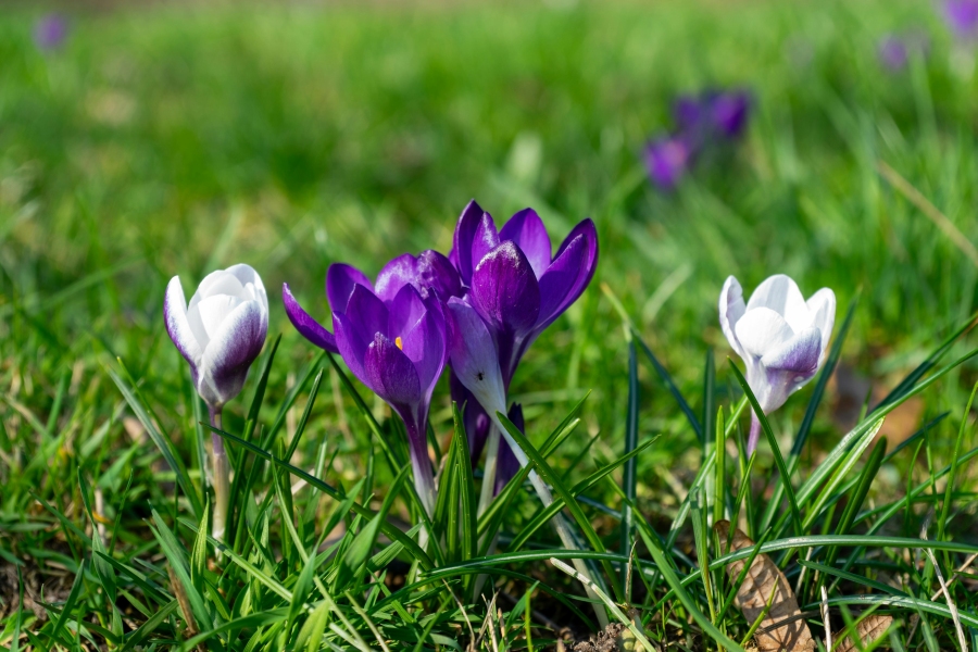 Schnecken fressen Erdbeerpflanzen trotz Schutz: Was wirklich hilft