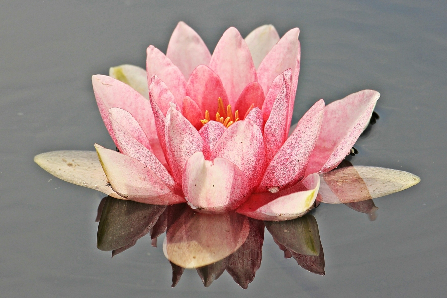 Rankhilfe bricht unter Pflanzengewicht zusammen – Ursachen & Lösungen