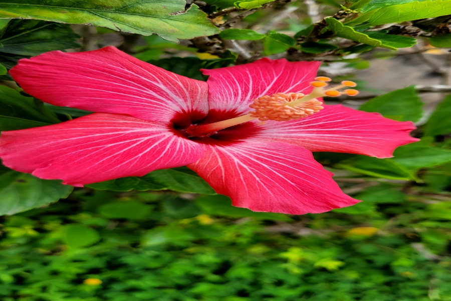 Warum Bienen blühende Pflanzen meiden – Ursachen, Irrtümer und was du tun kannst