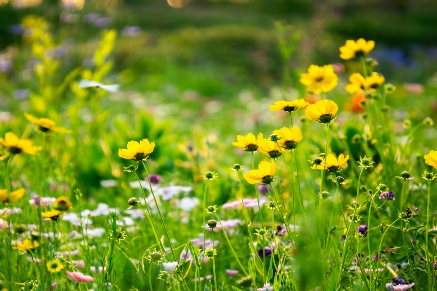 Wenn sich Tomatenblätter kräuseln: Ursachen und Lösungen