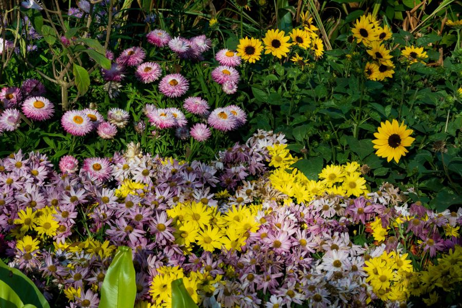 Gartenteich bekommt grünen Algenbelag – was jetzt hilft