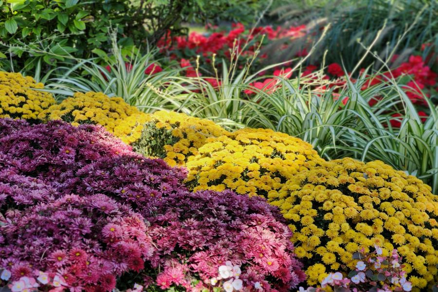Blumen bekommen braune Flecken nach Regen – Ursachen erkennen und wirksam handeln