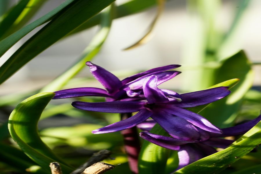 Warum Pflanzen in Hochbeet unterschiedlich schnell wachsen