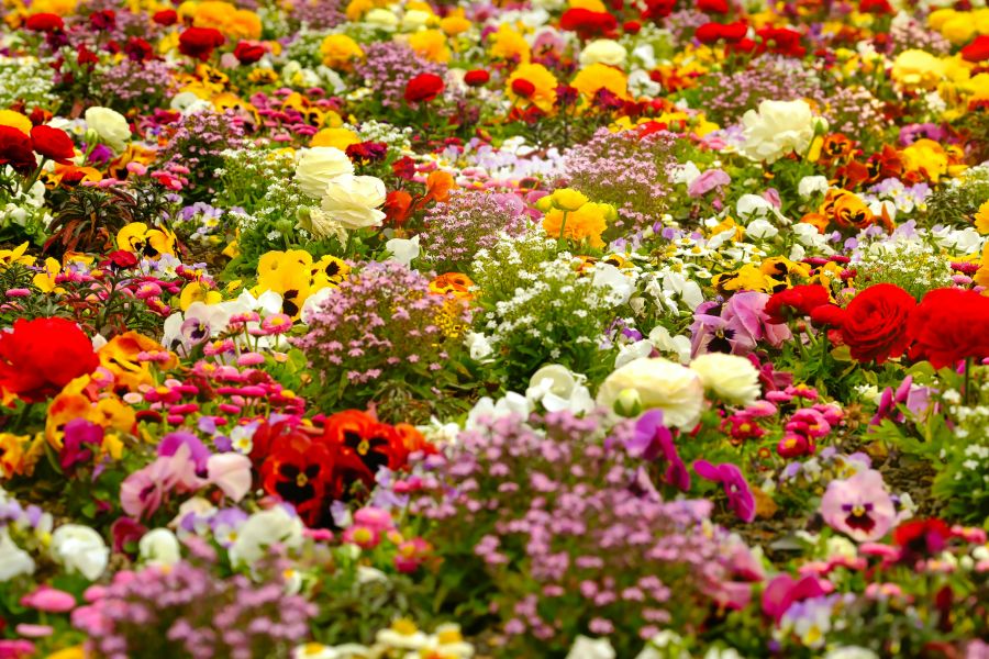 Kräuter blühen zu früh und werden bitter – was jetzt wirklich hilft