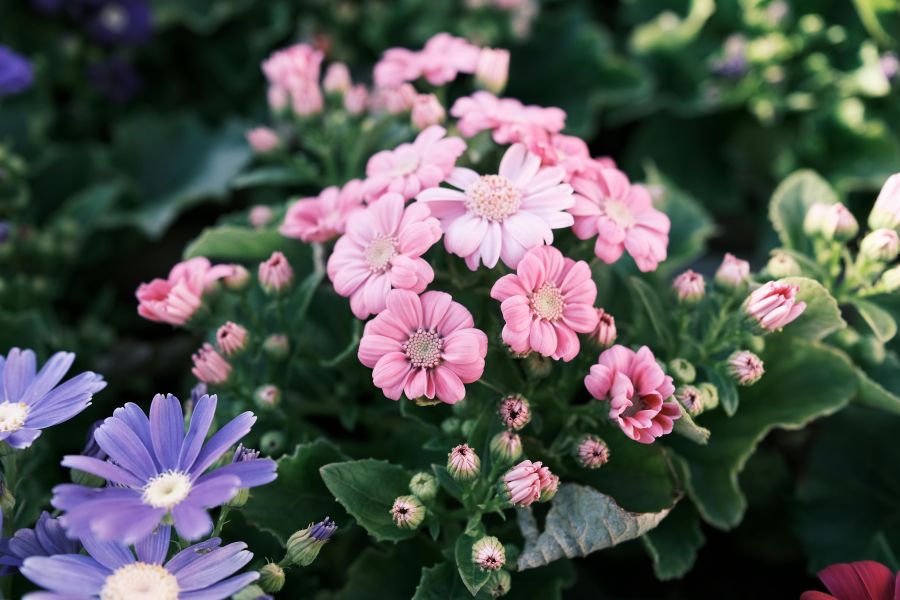 Warum Balkonpflanzen gelbe Blätter bekommen und wie du das behebst