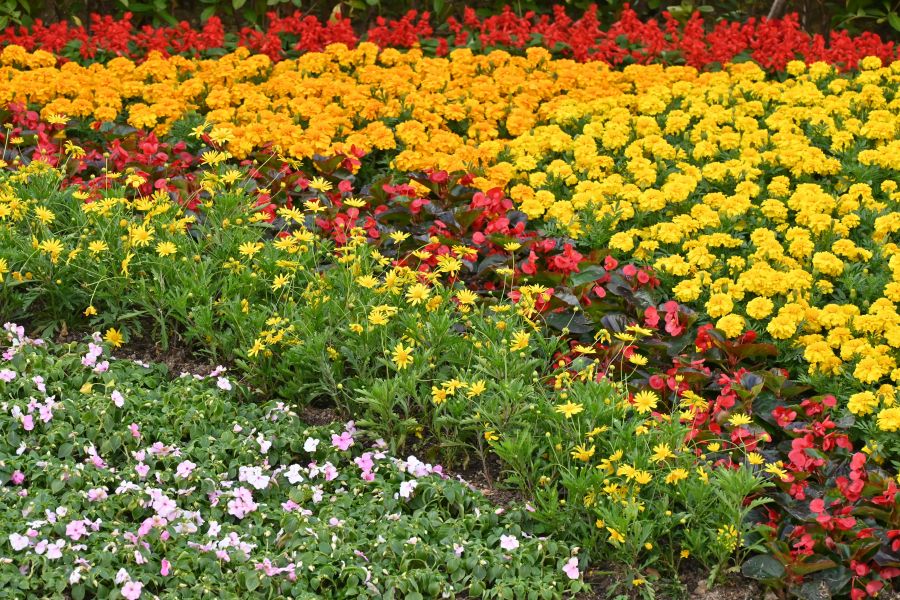 Schnecken unter deinem Hochbeet: So erkennst und bekämpfst du sie