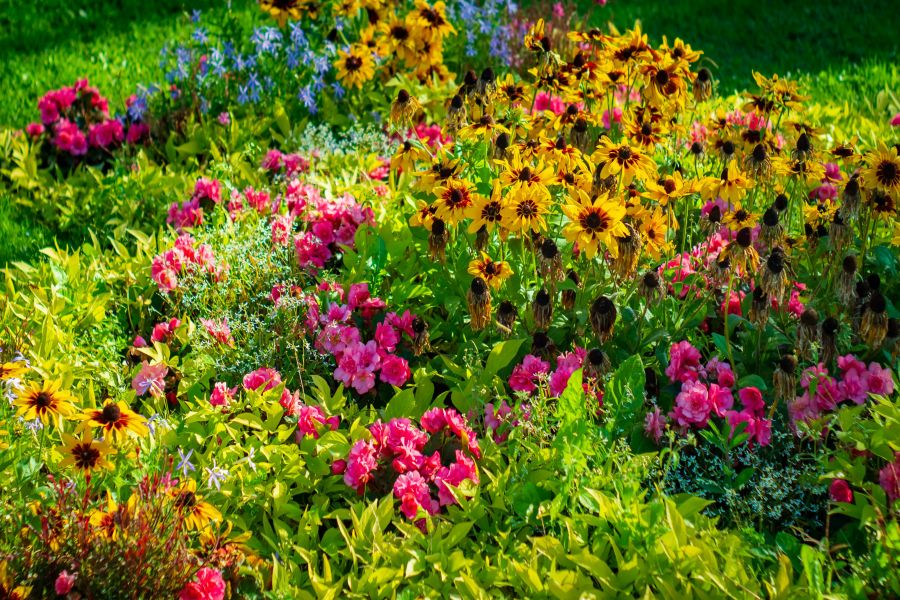 Blumen bekommen gelbe Blätter nach Regen – Ursachen erkennen und richtig handeln
