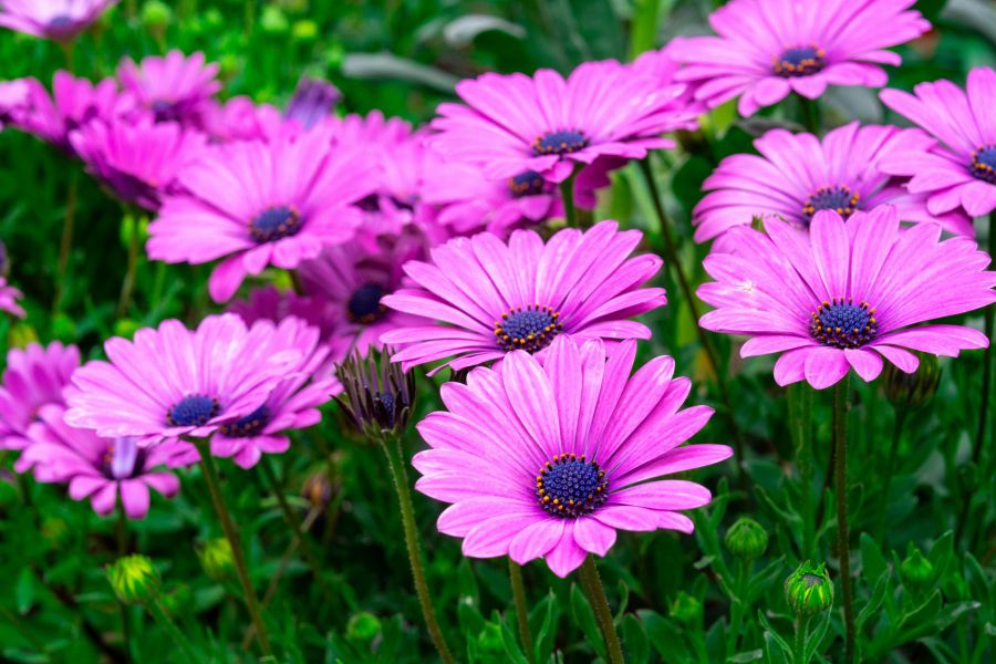 Löchrig gewordene Blätter an Gemüsepflanzen: Ursachen und Lösungen