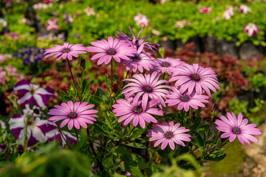 Dachrinnen verstopfen durch Gartenlaub – so schützt du Haus und Garten