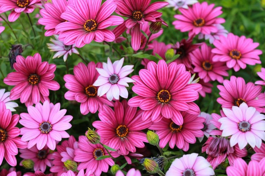 Heckenschere klemmt trotz Ölpflege: Ursachen finden und sauber lösen